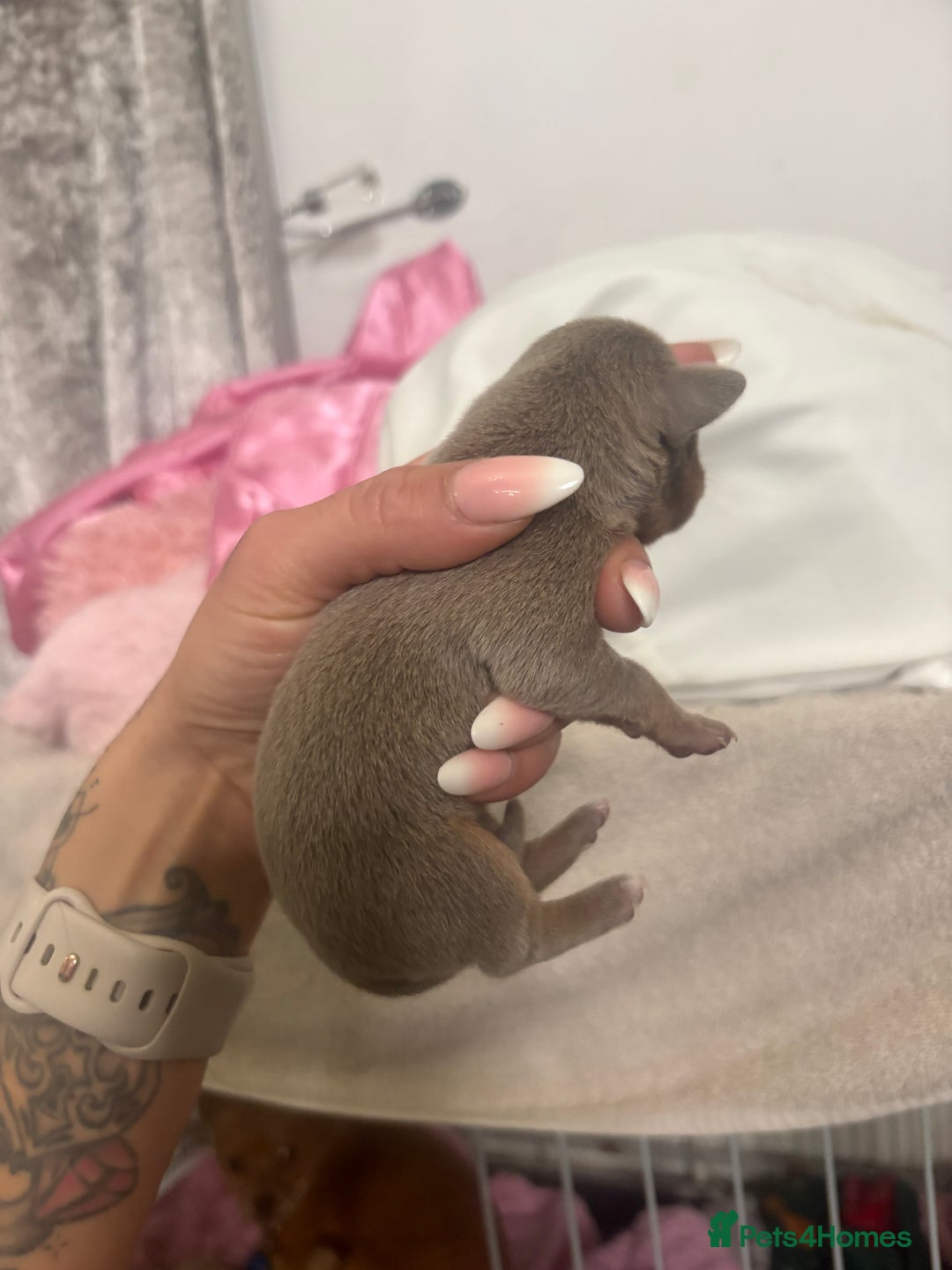 Mixed Breed dogs for sale: Xxx TINY dachshund x chihuahua puppies xxx - Image 11