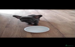 French Bulldog dogs for sale: X4 frenchbulldogs/fluffy carriers - Image 3