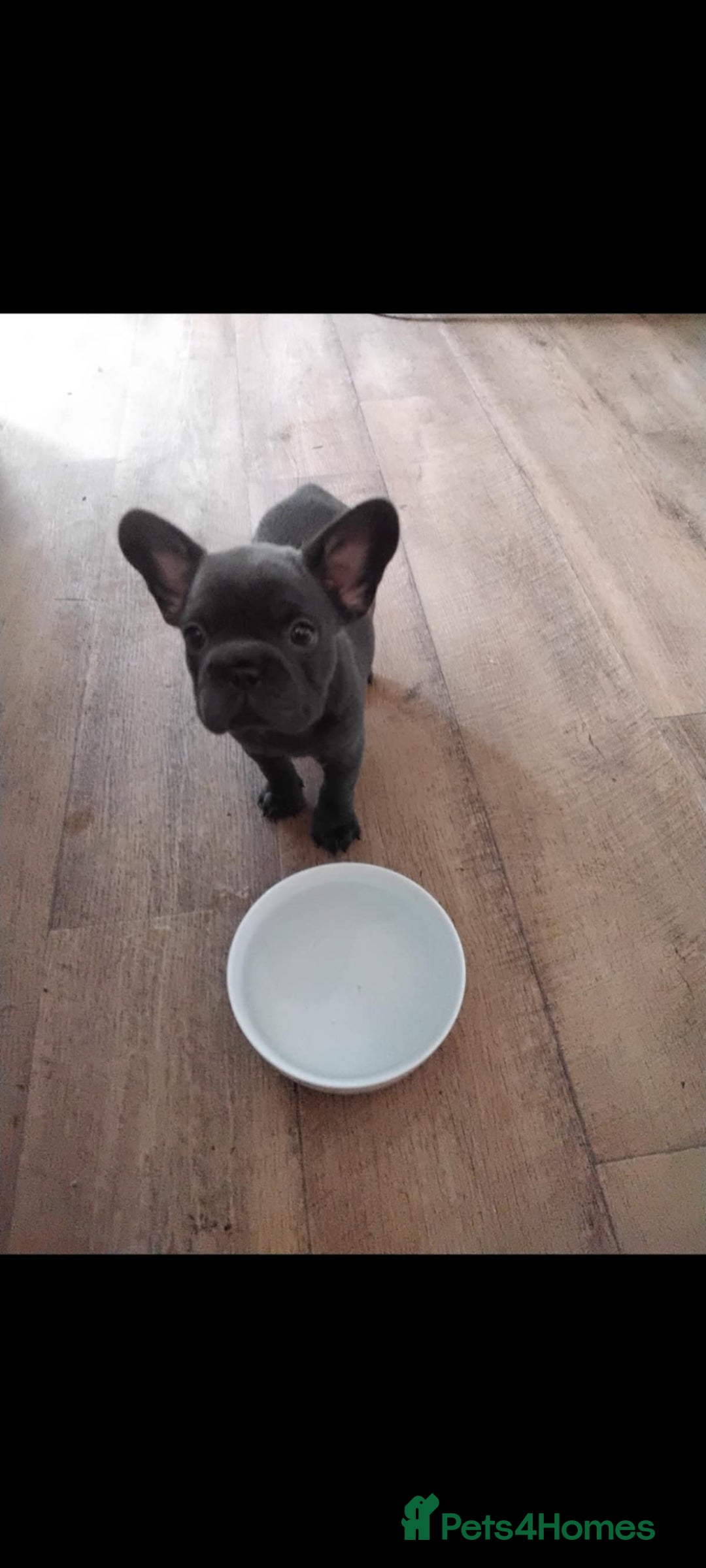 French Bulldog dogs for sale: X4 frenchbulldogs/fluffy carriers - Image 3