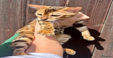 Bengal cats - Advert 12