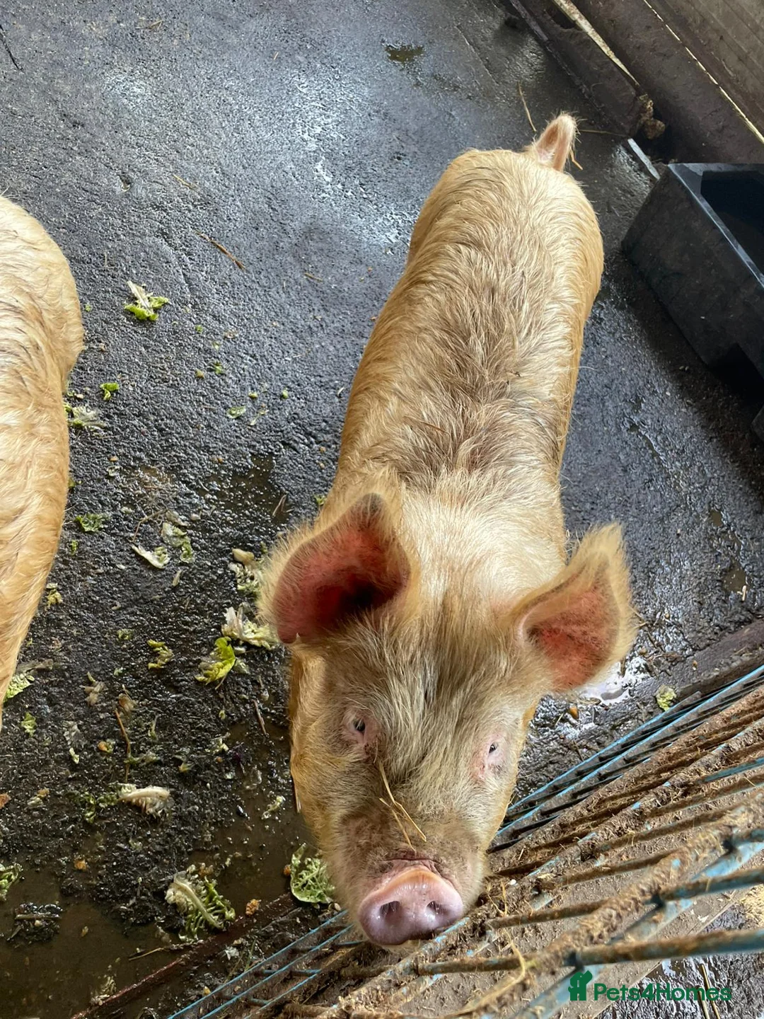 Pig livestock for sale: 3 Female Breeding Pigs - Middle White x Berskshire - Advert 3