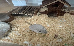Gerbil rodents for sale: 2 male gerbils  - Image 7