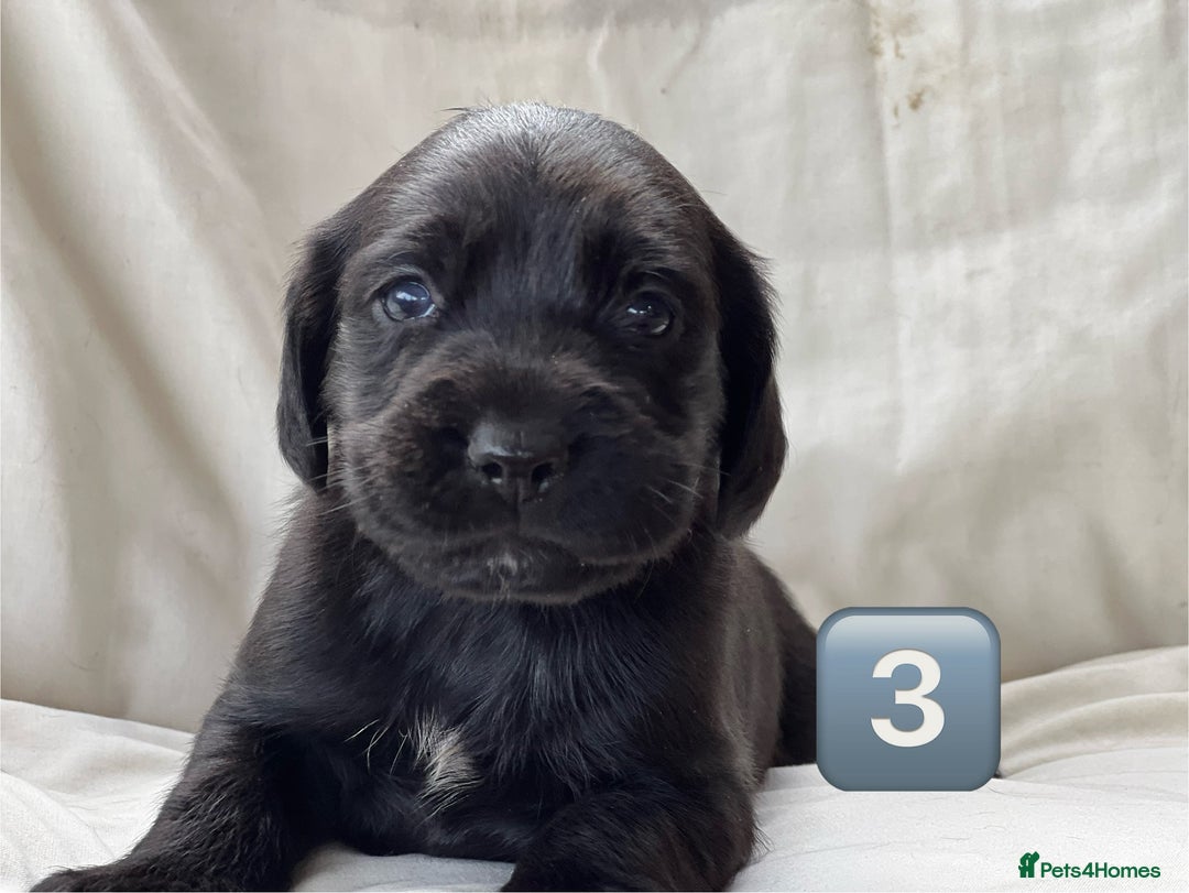 Mixed Breed dogs for sale: Outstanding sprollies pups for sale  - Image 18