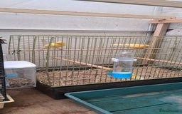 Canaries birds for sale: Canaries  - Image 4