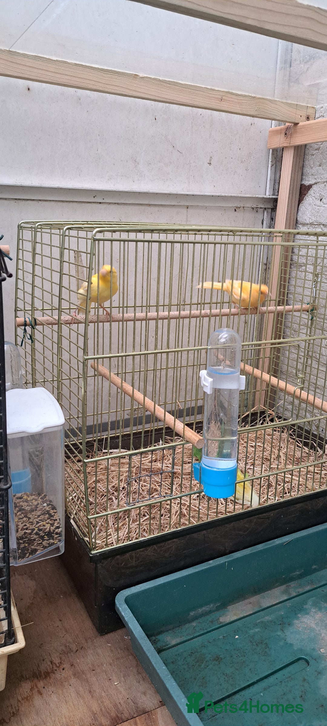 Canaries birds for sale: Canaries  - Image 4
