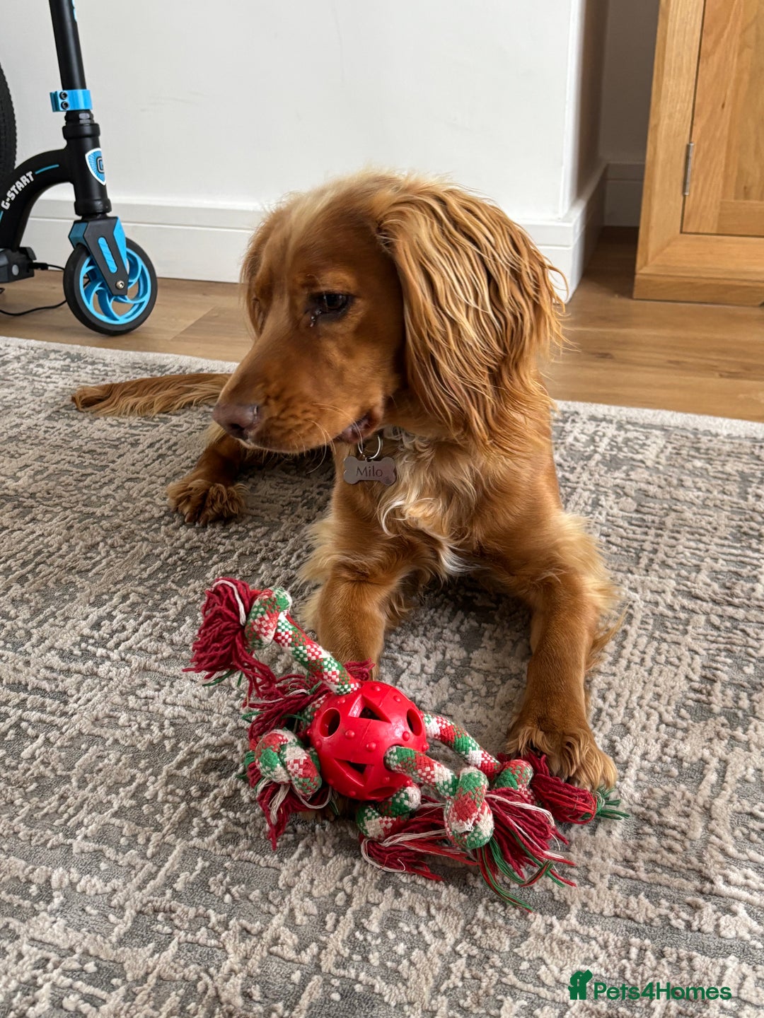 Cocker Spaniel dogs for sale: Cocker spaniel Male 1 year old  - Advert 9