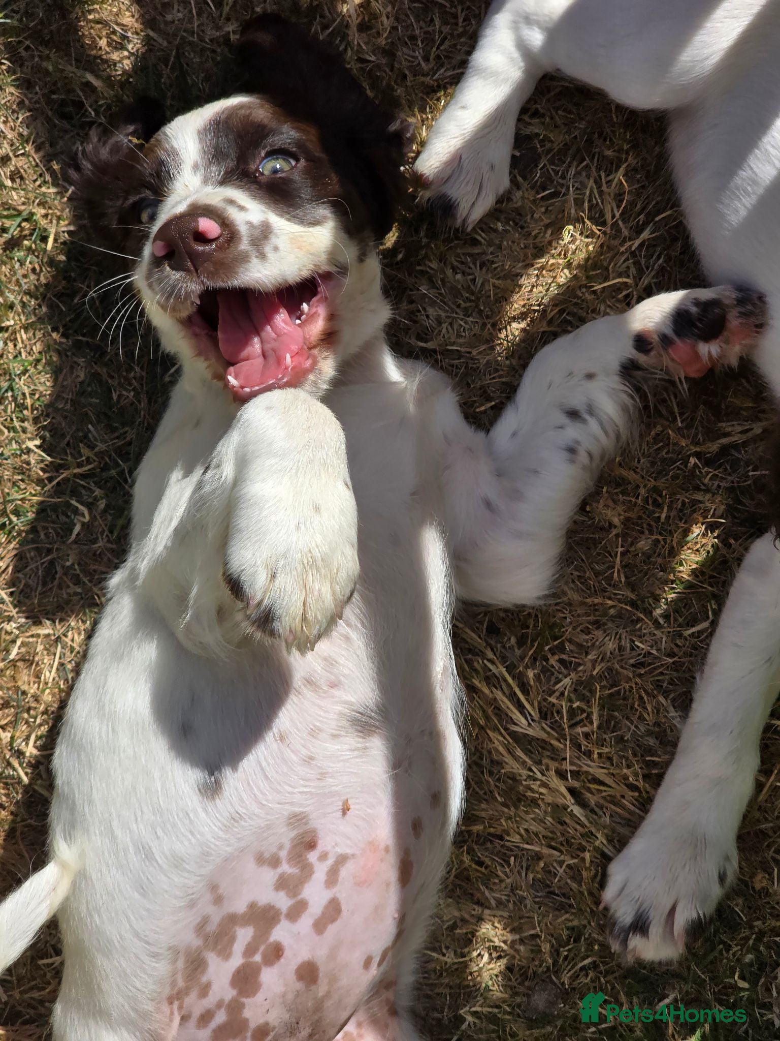 Mixed Breed dogs Clumber springer cocker 2 available  - Advert 3