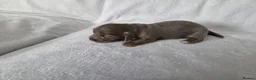 Miniature Dachshund dogs for sale: True long haired miniature dachshund for sale in Cardiff - Advert 5