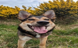 Mixed Breed dogs for sale: German Shephard x Collie - Image 11