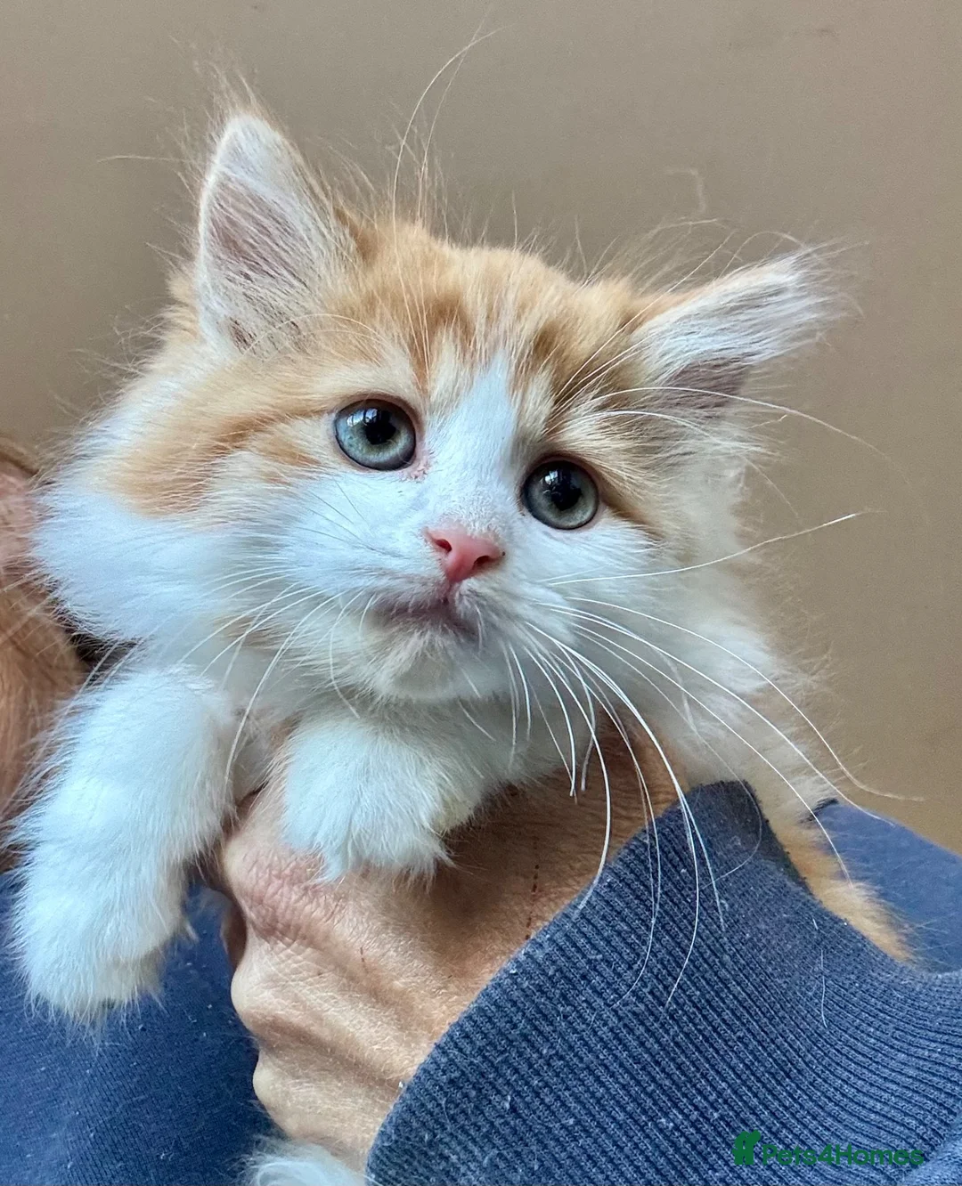 Mixed Breed cats for sale: Maine coon cross kittens stunning babies ready now - Advert 2