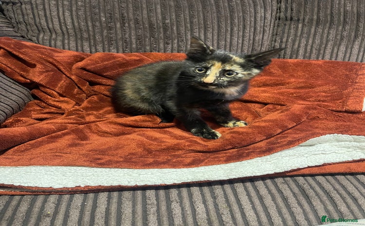 Mixed Breed cats - Advert 4