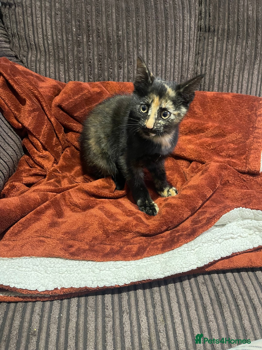 Mixed Breed cats for sale: Mittens (Free) - Image 1