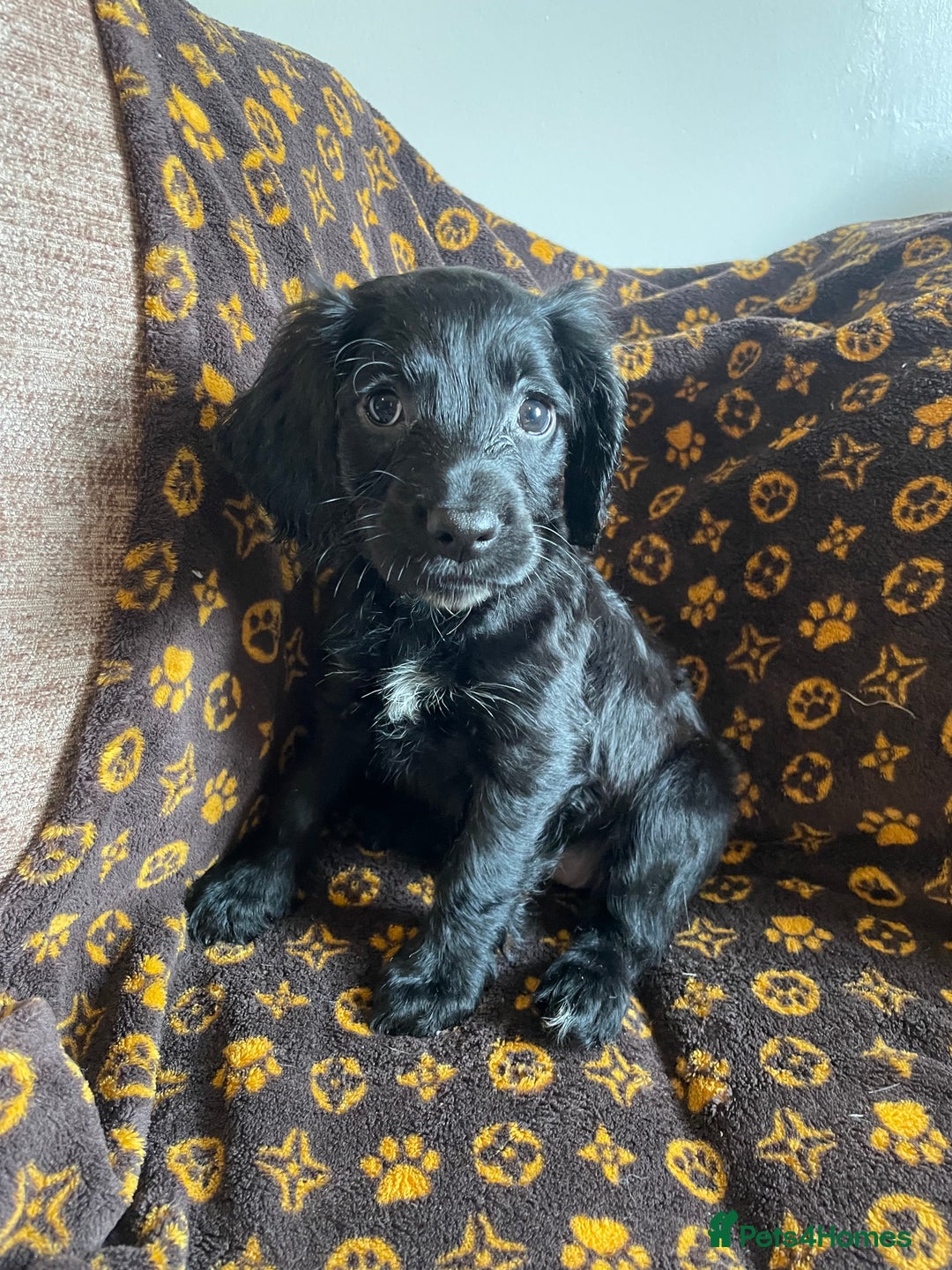Cocker Spaniel dogs for sale: COCKER SPANIEL GIRLS READY FOR NEW HOMES  - Image 9