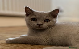 British Shorthair cats for sale: BSH kitten - Young lilac male - Available now. - Image 5
