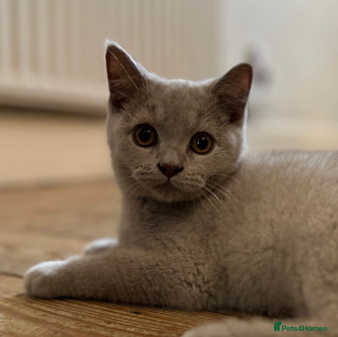 British Shorthair cats for sale: BSH kitten - Young lilac male - Available now. - Image 5