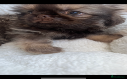 Shih Tzu dogs for sale: 1 beautiful little boy  - Image 5