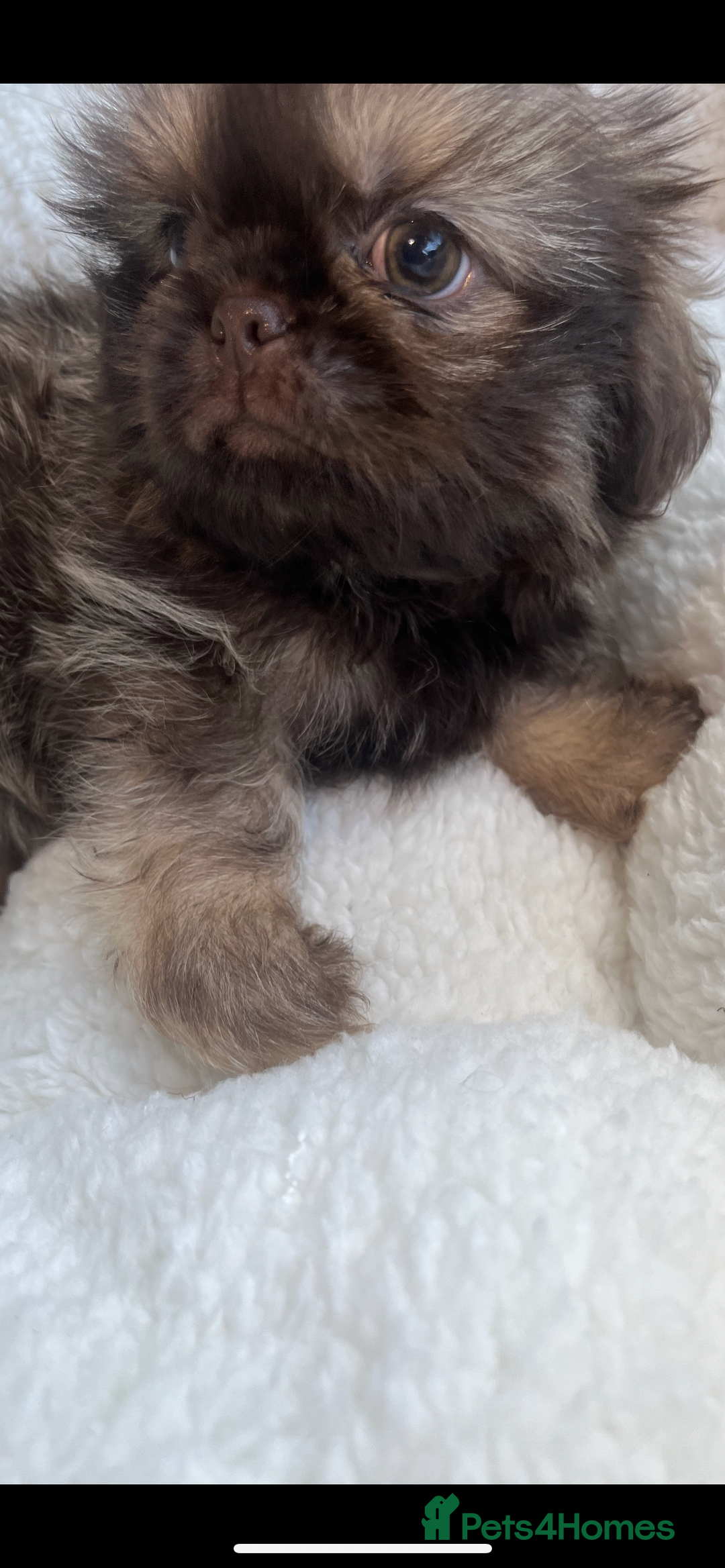 Shih Tzu dogs for sale: 1 beautiful little boy  - Image 5