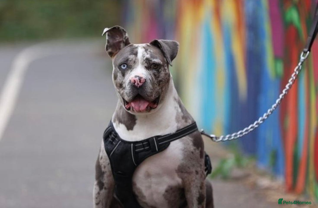 Alapaha Blue Blood Bulldog dogs for sale: Blue Merle with one blue and one green eye Female - Advert 14