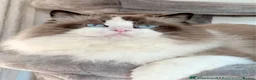 Ragdoll cats for sale: Pure ragdoll kittens  in Enfield - Advert 18