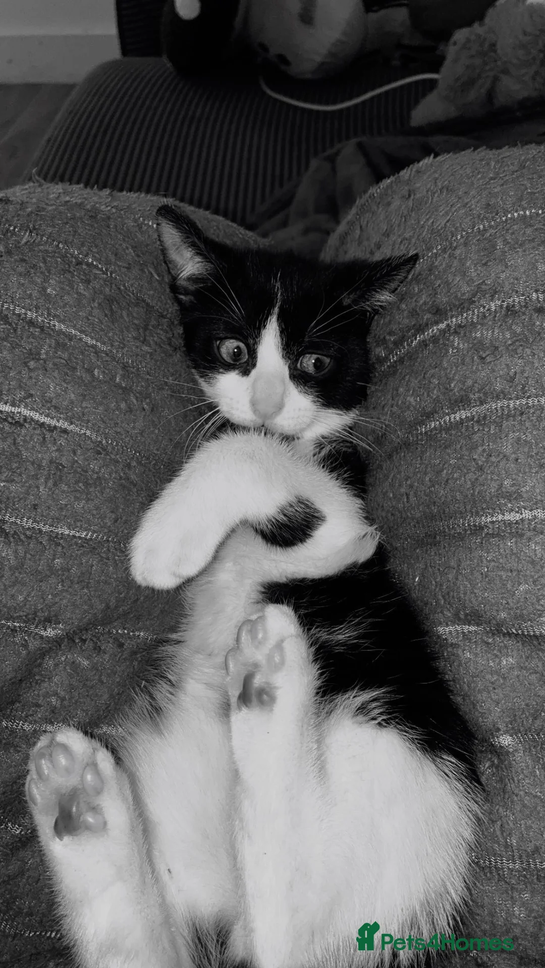 British Shorthair cats for sale: Luna  in Northwich - Advert 2