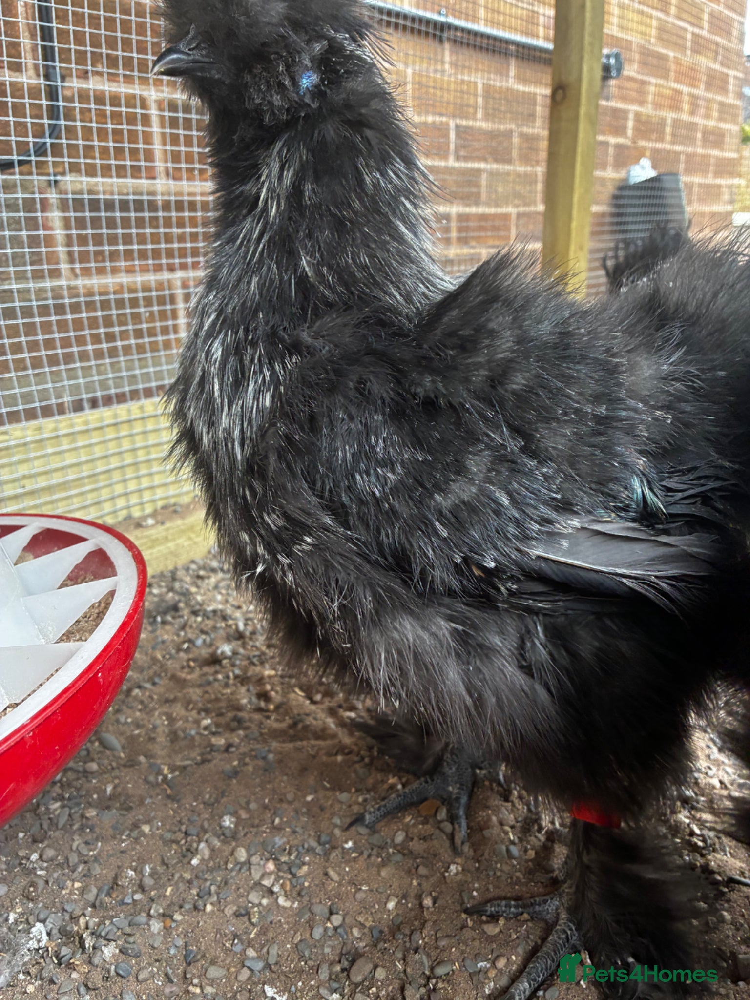 Chickens poultry for sale: Bearded silkie cockerel/ cocoo  - Advert 2