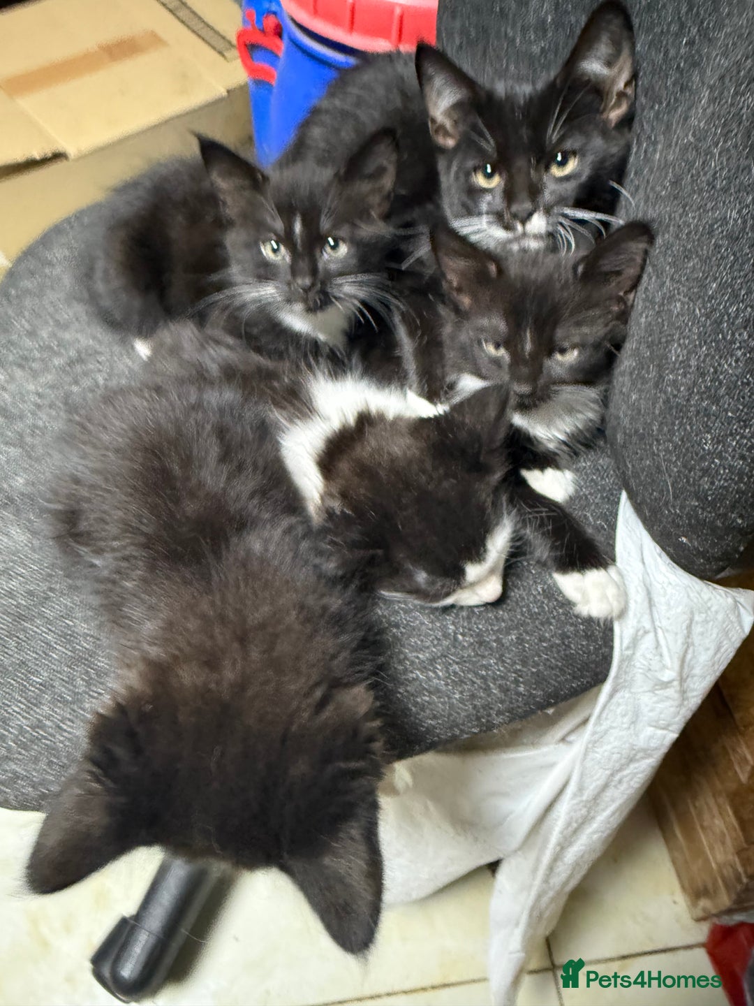 Korat cats for sale: KITTENS FOR FREE!!! NEED GONE ASAP! - Image 13
