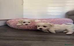 Bichon Frise dogs for sale: One little girl and boy are looking for a family🤍 - Image 13