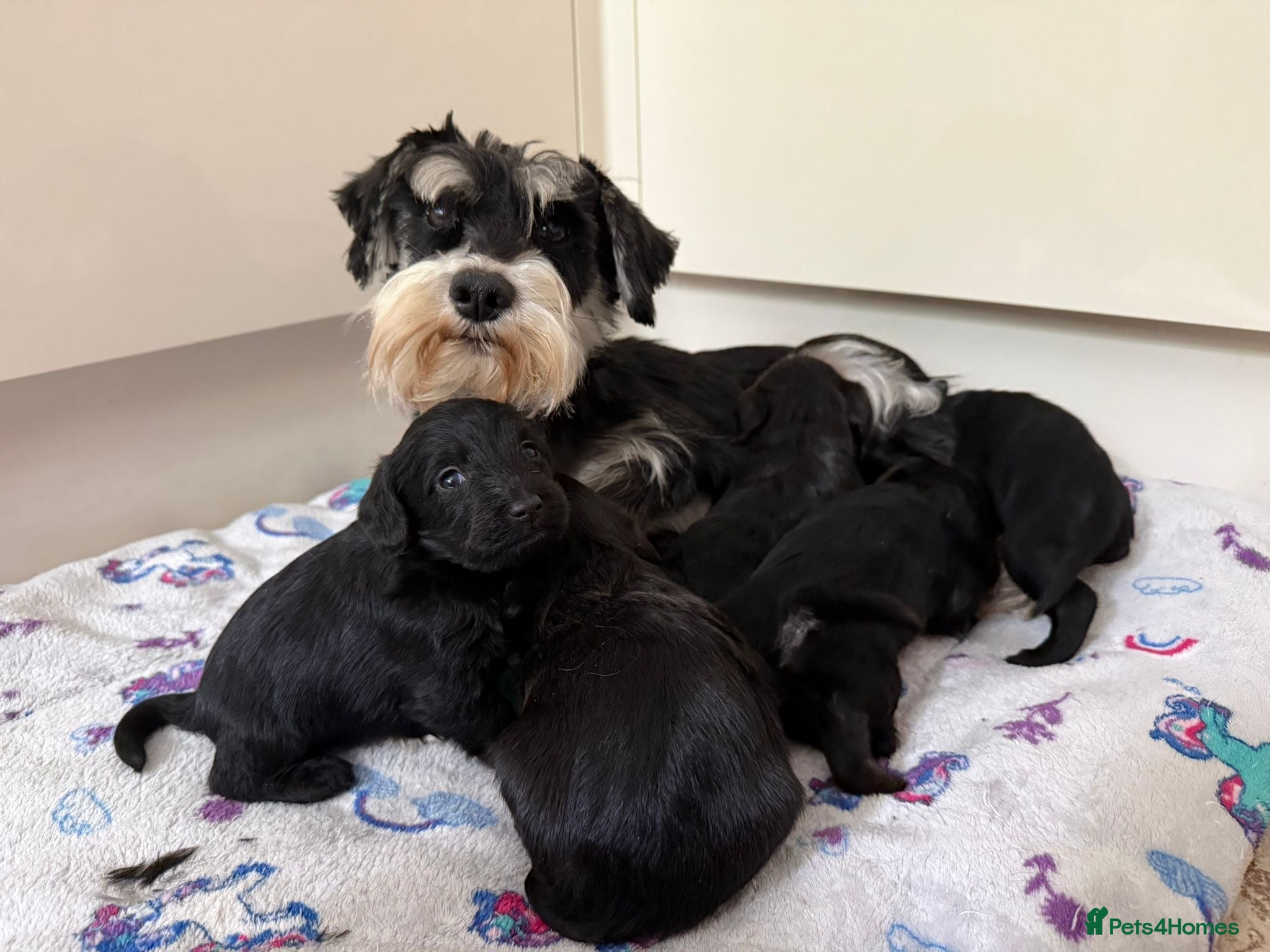 Miniature Schnauzer dogs for sale: Beautiful Litter Mini Schnauzer X Mini Poodle - Advert 1
