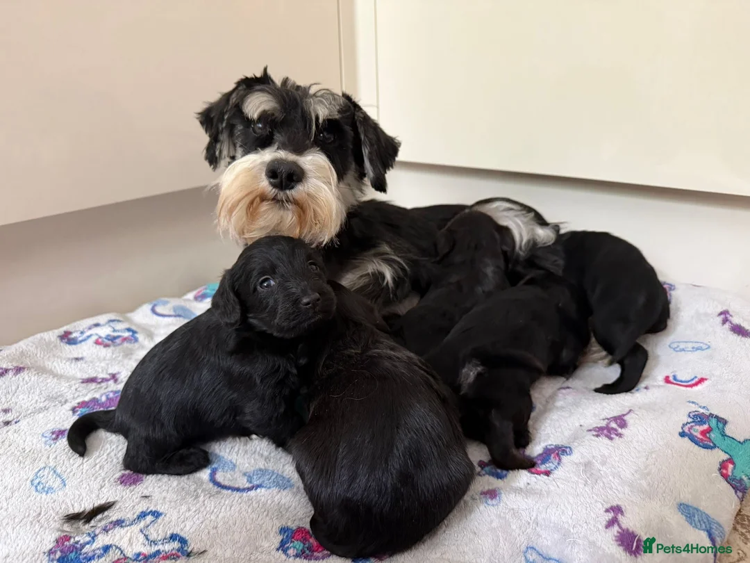 Miniature Schnauzer dogs for sale: Beautiful Litter Mini Schnauzer X Mini Poodle - Advert 1