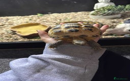 Tortoise reptiles for sale: 5 year old tortoises  - Image 4