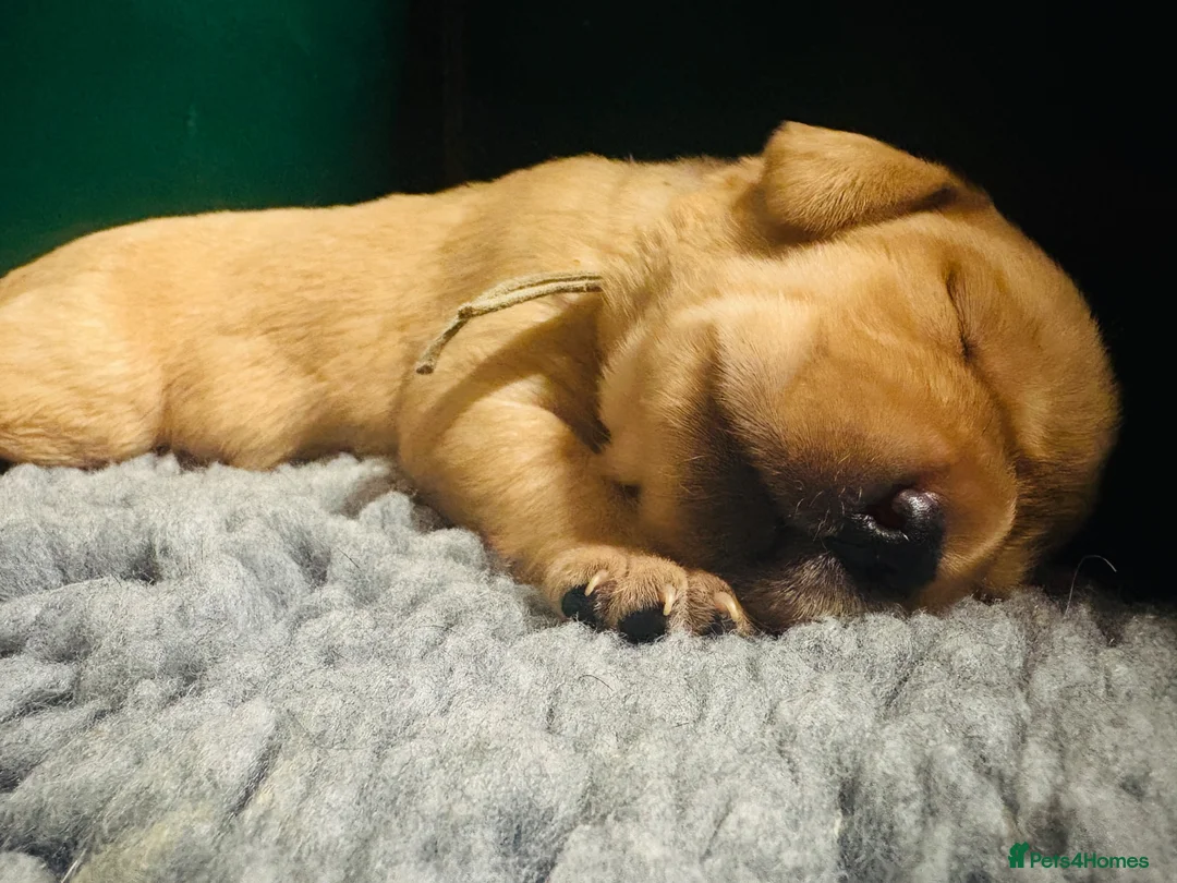 Labrador Retriever dogs for sale: Lovely litter  - Advert 6