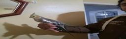 Cockatiels birds for sale: Hand Tamed Baby Cockatiels Super Friendly foe sale - Advert 12