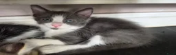 Mixed Breed cats for sale: 5 Gorgeous Grey Galoofs  - Advert 5