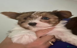 Yorkshire Terrier dogs for sale: Colourful Yorkshire terrier  - Image 24