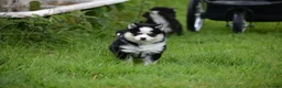 Pomsky dogs for sale: F4 Genuine Pomskies from health tested parents - Advert 23