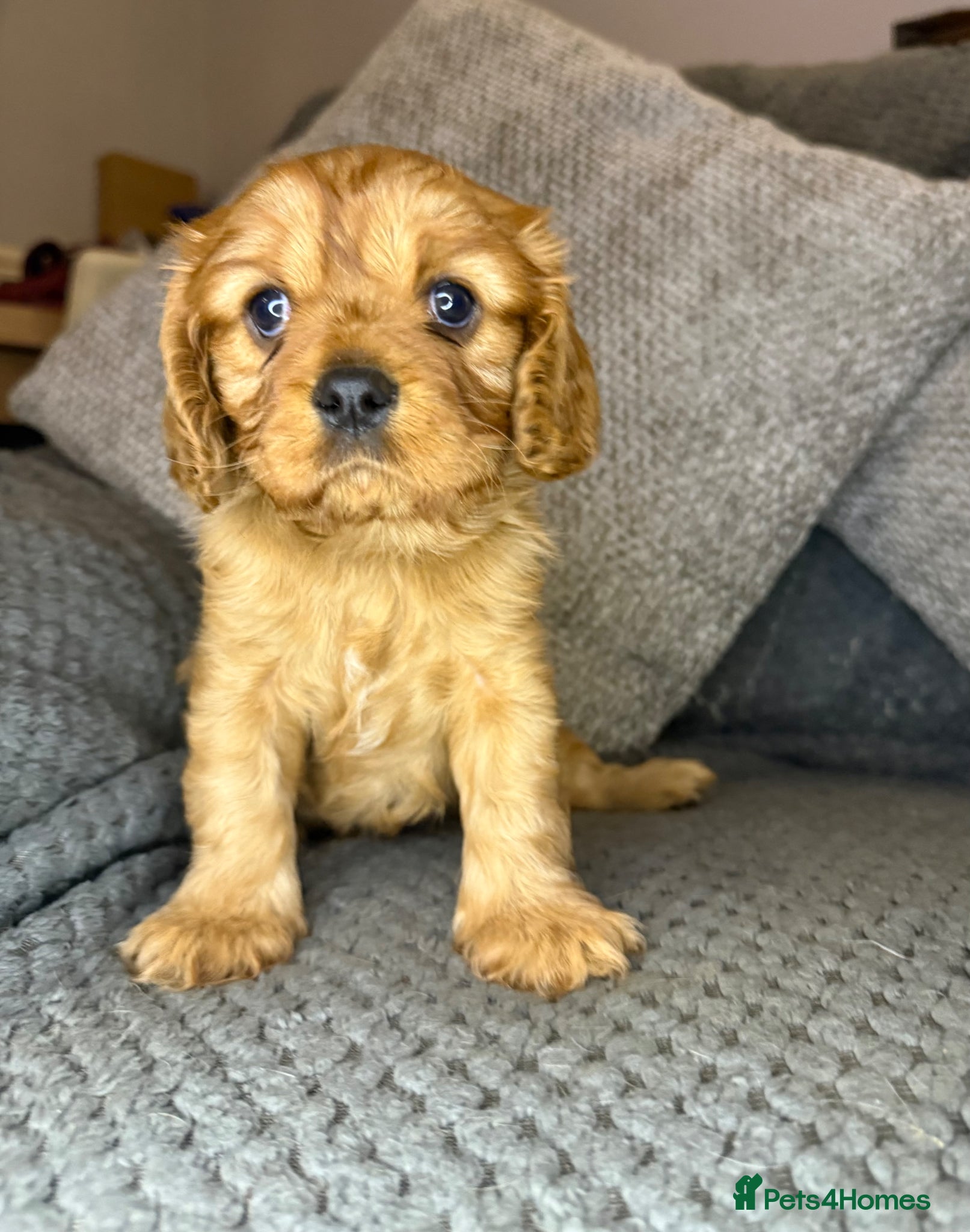 Cavalier King Charles Spaniel dogs Cavalier King Charles Spaniel Health Tested Parent - Advert 3