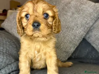 Cavalier King Charles Spaniel dogs Cavalier King Charles Spaniel Health Tested Parent - Advert 1