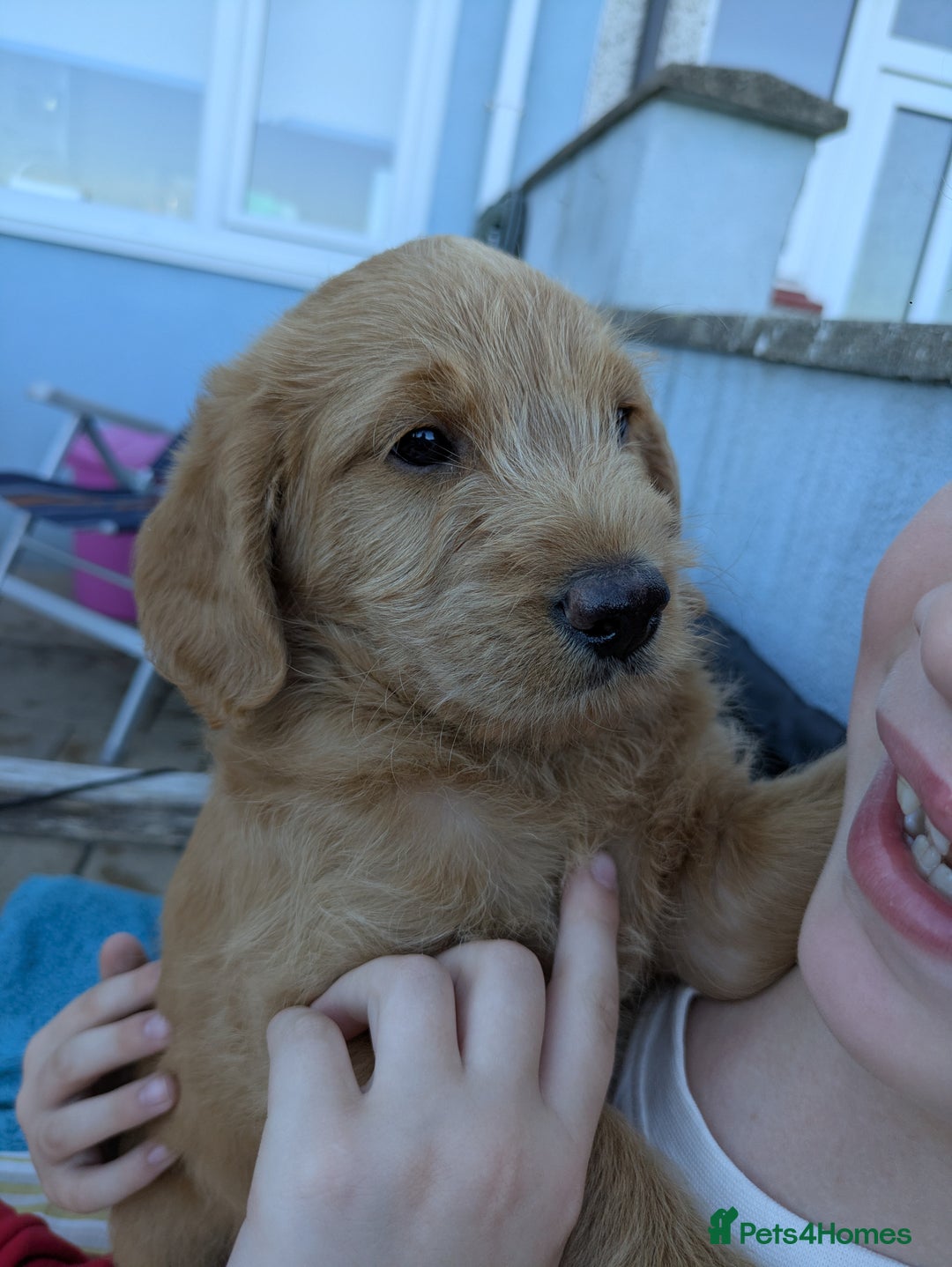 Labradoodle dogs for sale: Fox Red Labradoodles. 4 boys 3 girls  - Image 4
