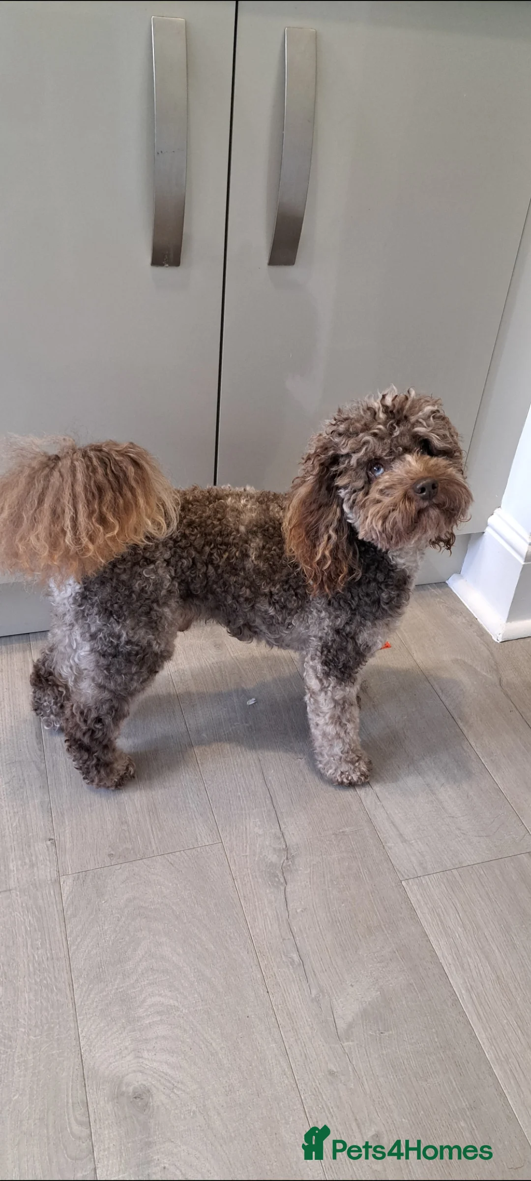 Toy Poodle dogs for stud: Cockapoo stud chocolate merle  - Advert 7