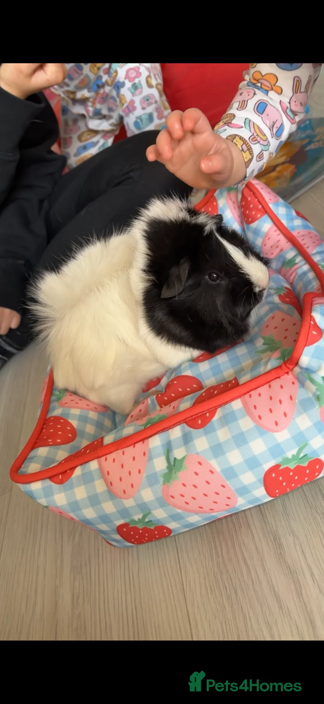 Guinea Pig rodents for sale: 2 male guinea pigs  - Advert 2