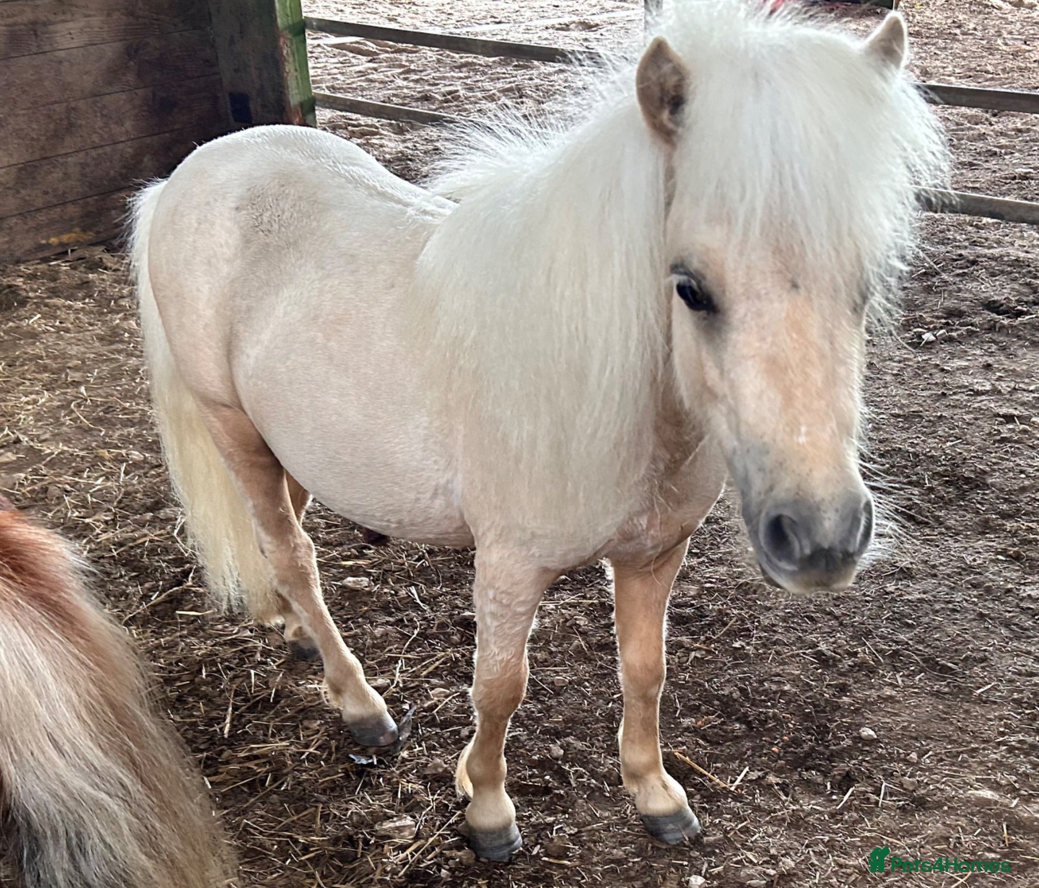 Shetland pony horses Adorable Miniature Shetland - Advert 1