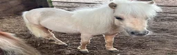 Shetland pony horses for sale: Adorable Miniature Shetland in Looe - Advert 1