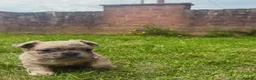 French Bulldog dogs for sale: Beautiful French Bulldog Puppies in Bath - Advert 6