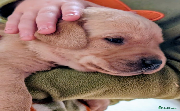 Labrador Retriever dogs - Advert 10