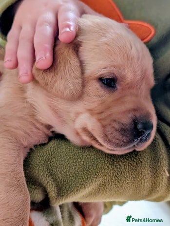 Labrador Retriever dogs - Advert 10