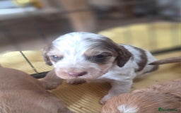 Cockapoo dogs for sale: Cockerpoo puppies F1 stunning colours - Image 39