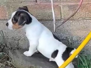 Jack Russell dogs - Advert 5