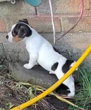 Jack Russell dogs - Advert 2