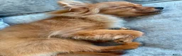 Pomeranian dogs for sale: 🌸 TINY PRINCESS POMPOM 🌸 RED SABLE TEENY TINY 🌸 - Advert 2