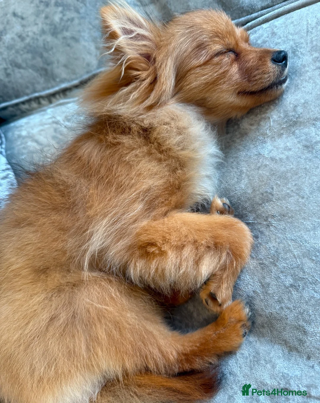 Pomeranian dogs for sale: 🌸 TINY PRINCESS POMPOM 🌸 RED SABLE TEENY TINY 🌸 - Advert 2